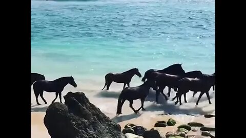 Wild horses enjoy the ocean