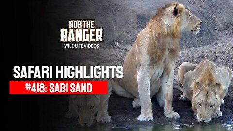 Safari Highlights #418: 28 - 30 June 2016 | Sabi Sand Wildtuin | Latest Wildlife Sightings