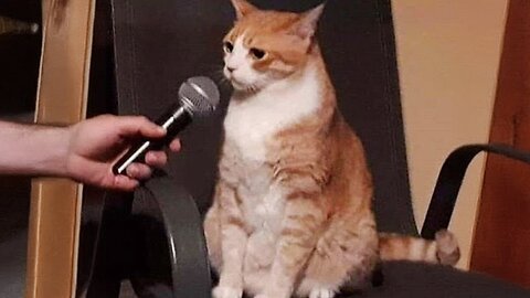 These cats can speak better than hooman - Funny pets part 18