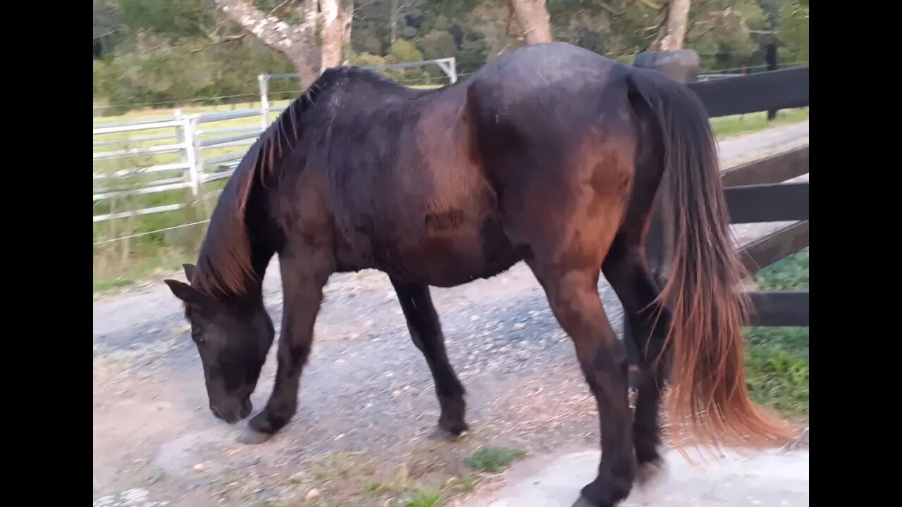 A review of our old horse Penny and two curious brumbies coming up for treats