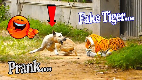 Troll Prank Dog Funny & fake Lion and Fake Tiger Prank To dog