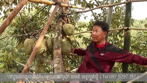 កញ្ចុះ​លើអាកាស ដើមទុរេនរី៦
