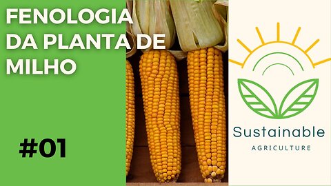 FENOLOGIA DA PLANTA DE MILHO - #milho