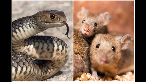 Snake & Mice 🐍 Fighting | animal fighter | cobra