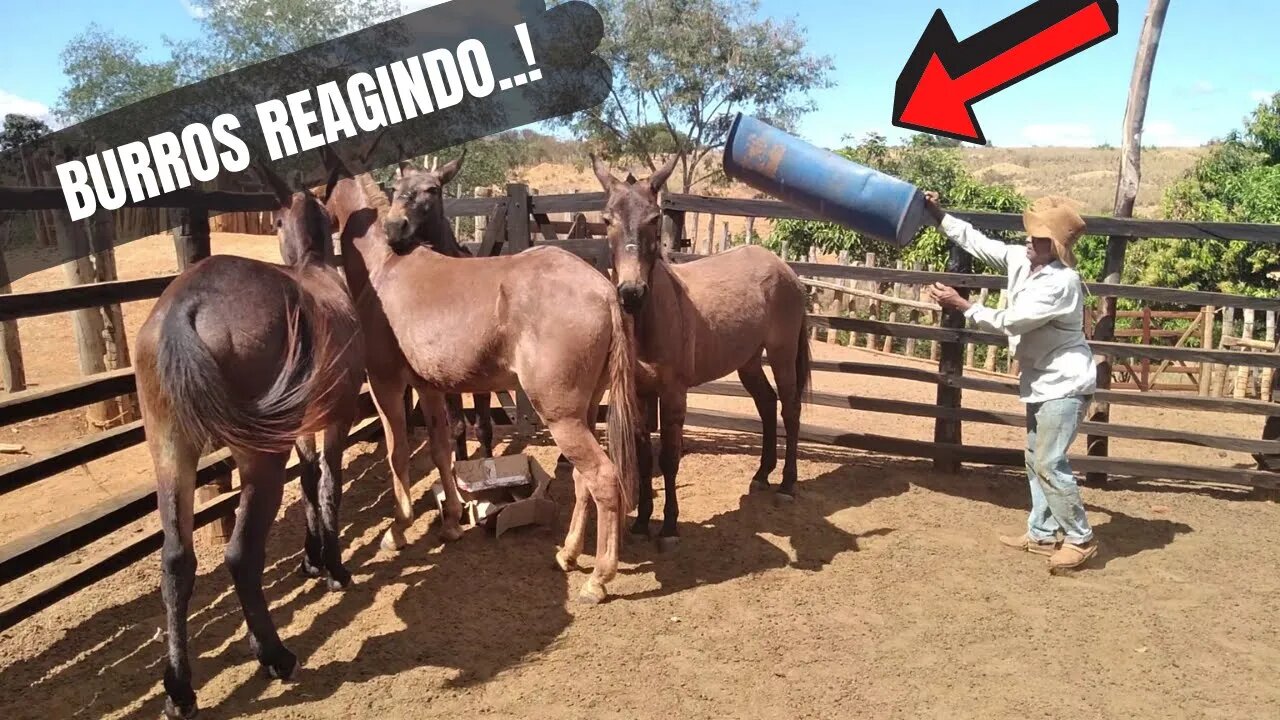 BURROS REAGINDO A VAQUEIRO PO!