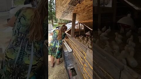 #chickens #shorts