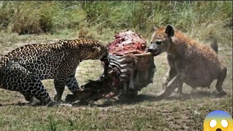 Leopard VS Hyena