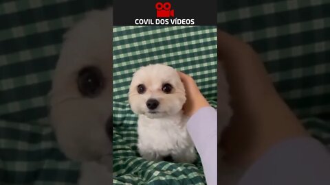 OLHA O TAMANHA DAS ORELHAS