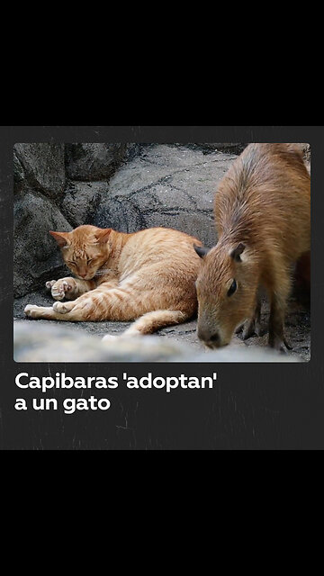 Capibaras ‘adoptan’ a un gato en un zoológico de Malasia