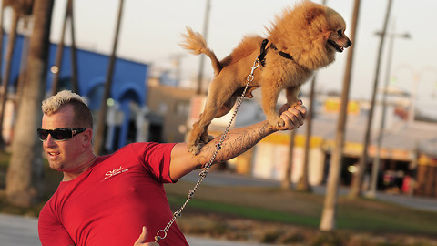 A Man, A Skateboard And A Flying Dog