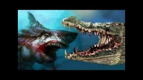 Battle inside the river shark vs crocodile and the end ???