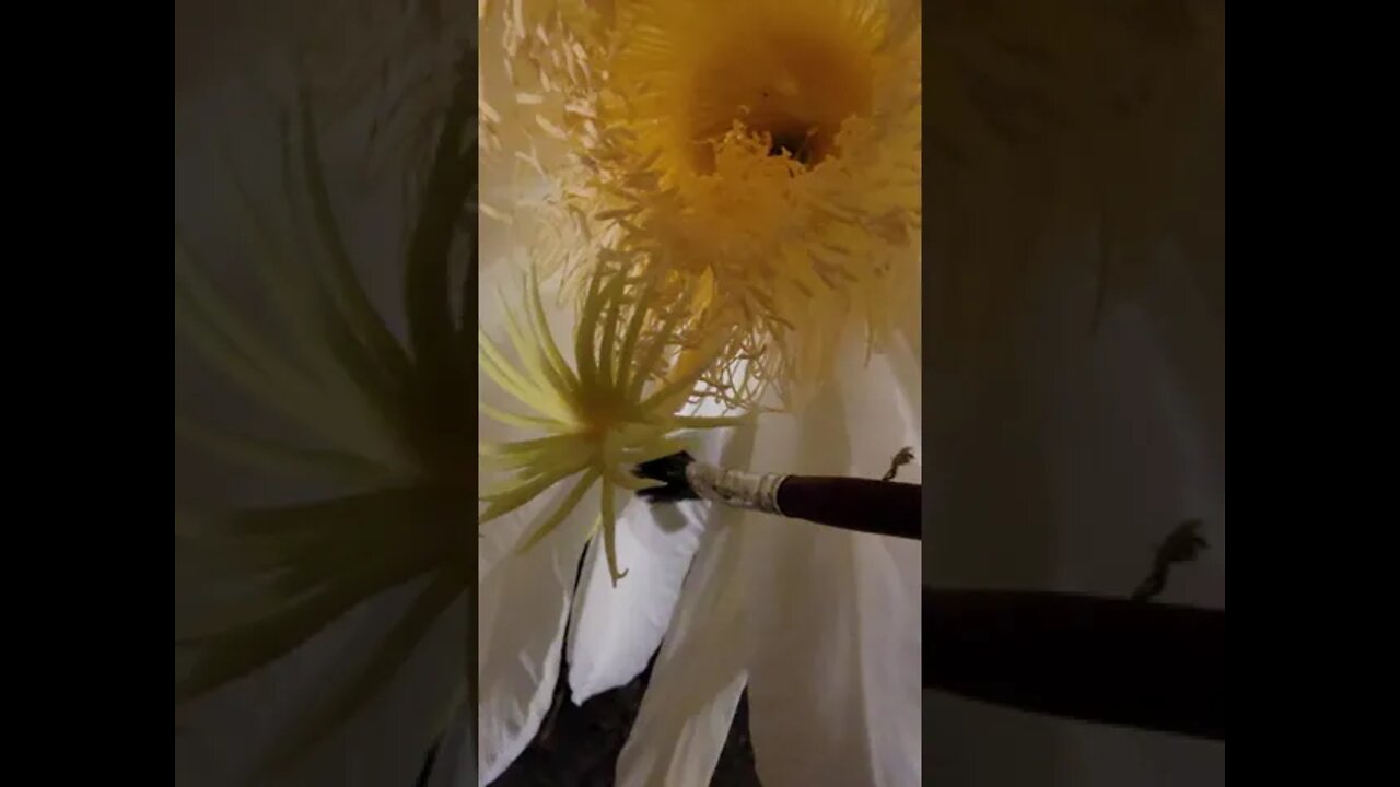 DRAGON FRUIT POLLINATION PT. 3.3