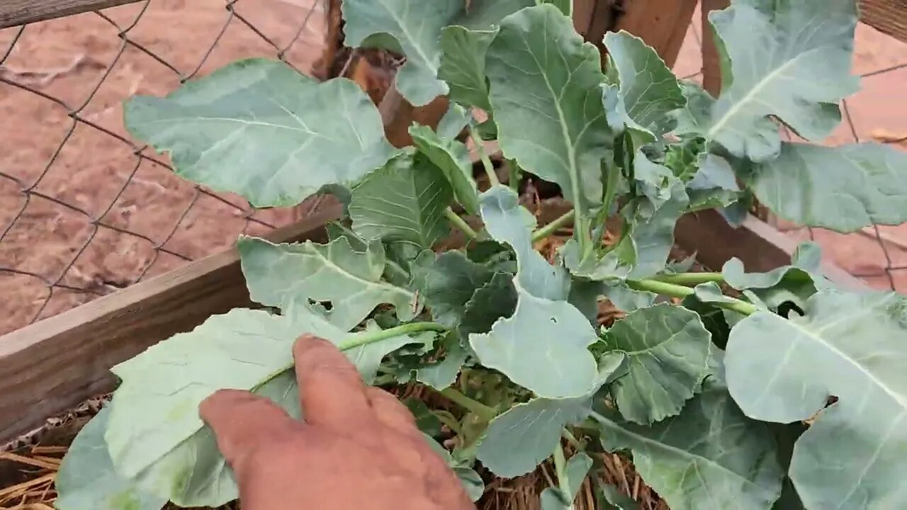 Garden update and chickens are feathered out.