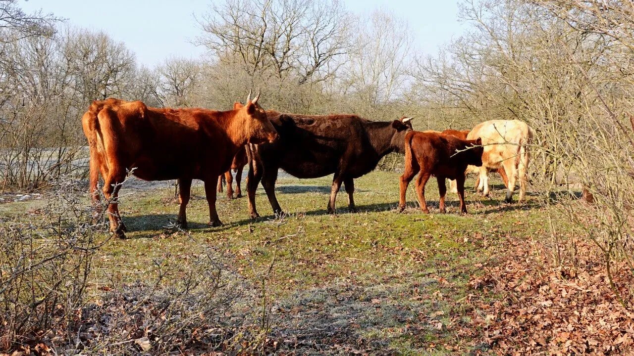 The mystery of pets Domestic cows graze in a clearing