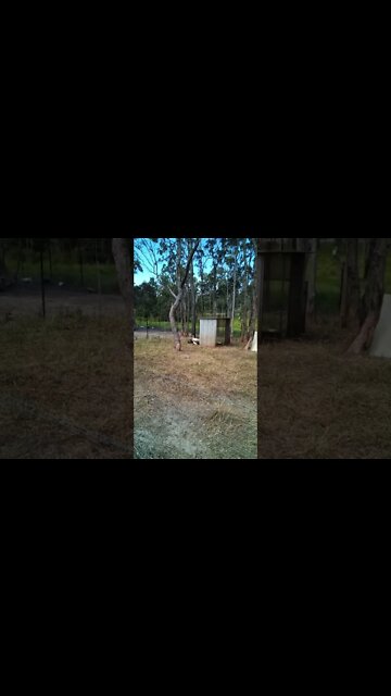 Here come the Ducklings