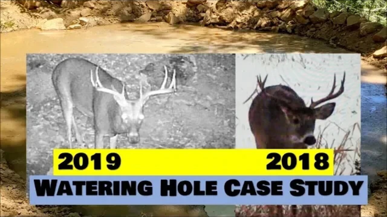 DIY DEER WATERING HOLE CASE STUDY. You can do this too!