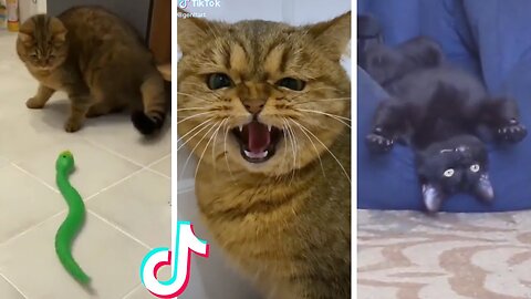 Funny & Cute Cats Compilation (TikTok) #Shorts 😻