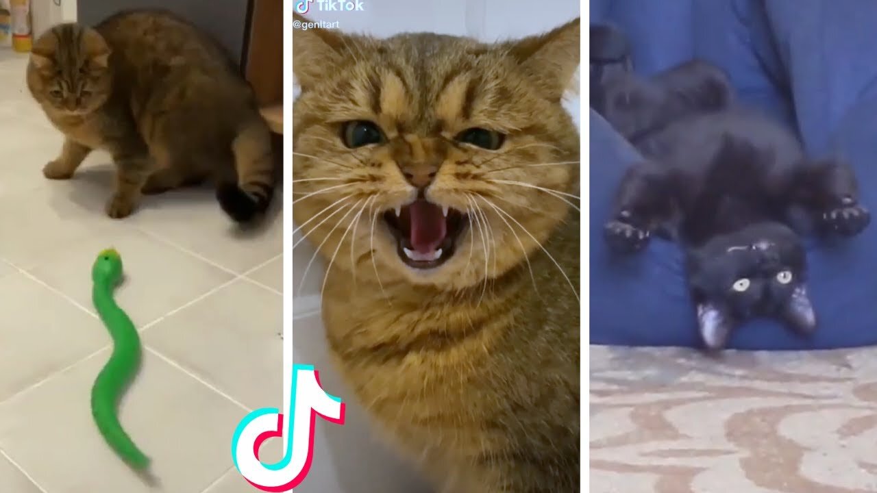 Funny & Cute Cats Compilation (TikTok) #Shorts 😻