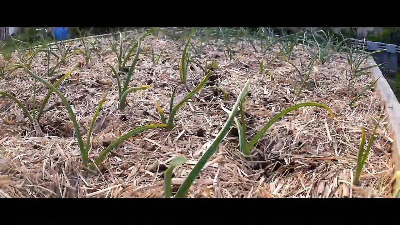 Garlic Timelapse