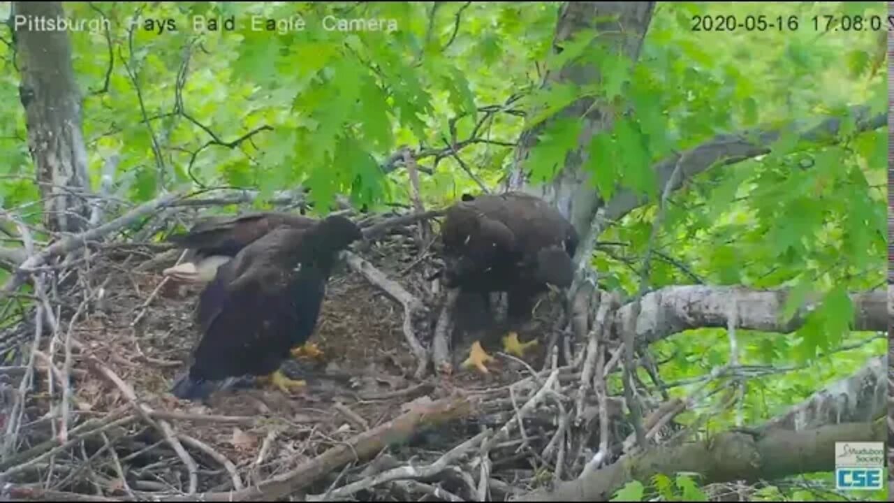 Hays Eagles Dad feeds eaglets; H11 tries to follow him off the nest 2020 05 16 758pm