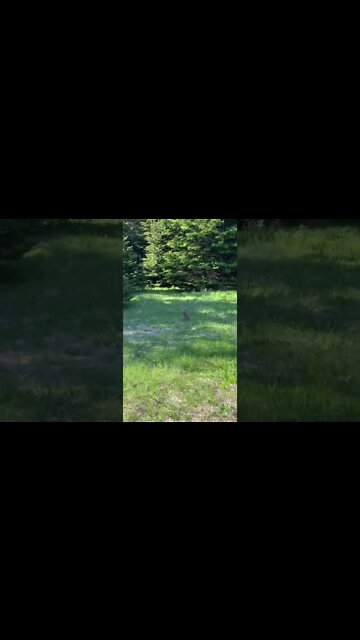 Found a bunny at Bonshaw trails