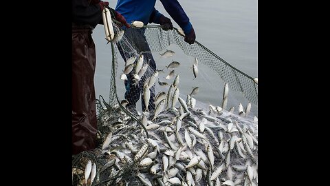 The fun of fishing in rainwater is different. Fish hunting