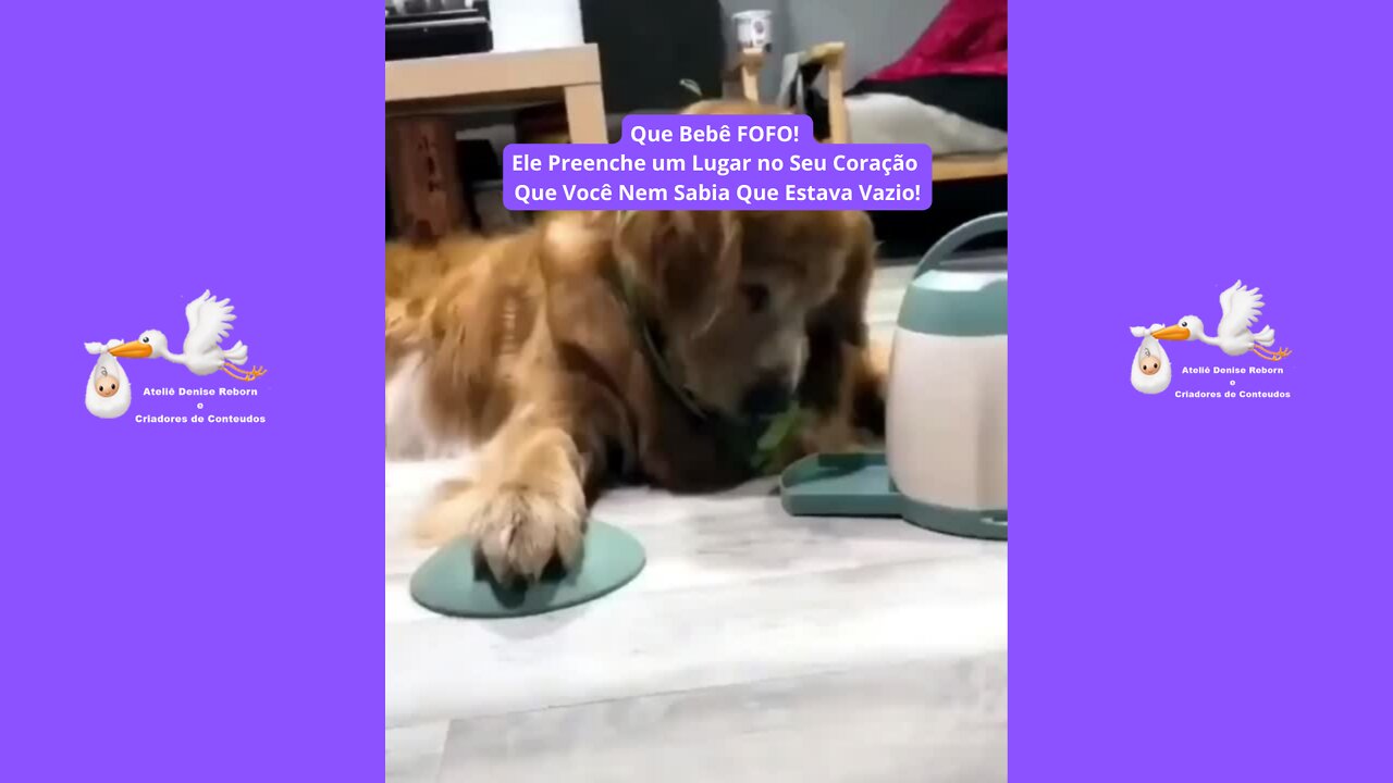Que Bebê FOFO! A Terceira Vez Que é o Charme! Ele Preenche um Lugar no Seu Coração!