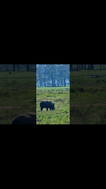 Rhino And Baby #Wildlife | #ShortsAfrica