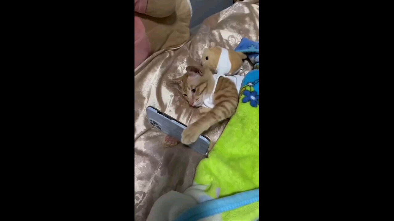 funny videos