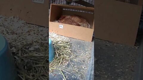 Nesting chicken resting in cage to give her peace and quiet from other hens