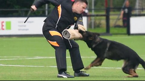 dog tending this video very good
