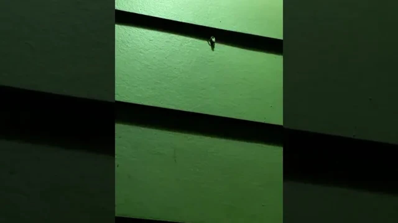 🦎Little Geckos🦎 #shorts