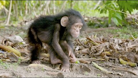 NASA Joins Jane Goodall to Conserve Chimpanzee Habitats