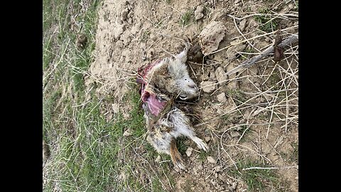 Juvenile Eagle Eating Whistle Pig!