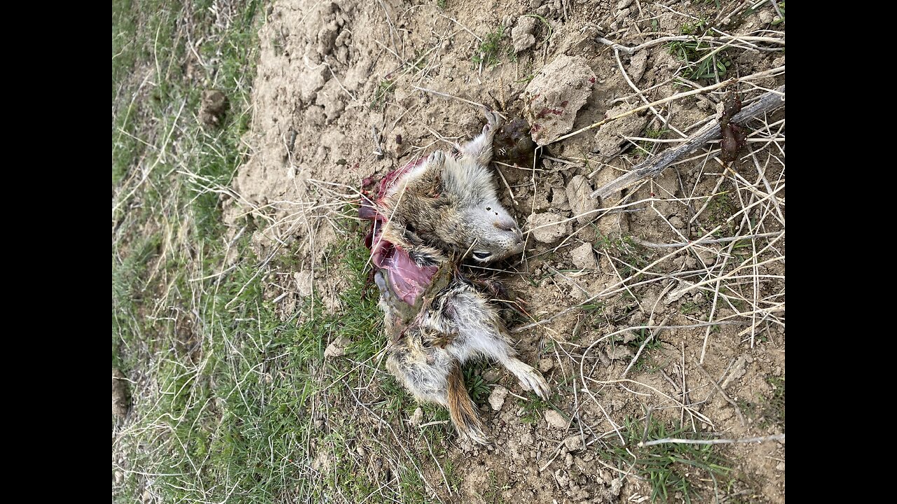 Juvenile Eagle Eating Whistle Pig!