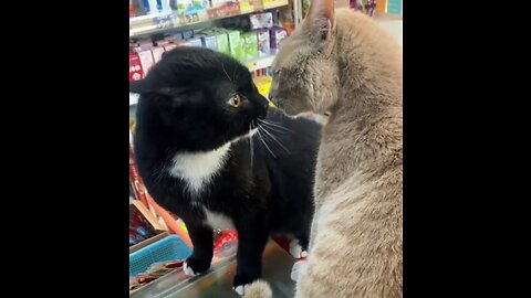 Cats fighting with each other