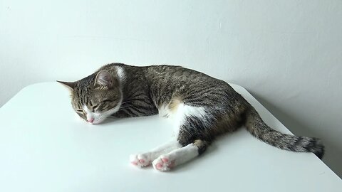This Lazy Cat Loves to Sleep in the Sun