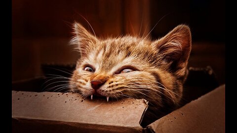 THE BEST CUTE AND FUNNY CAT VIDEOS OF 2023 (5)! 🐱
