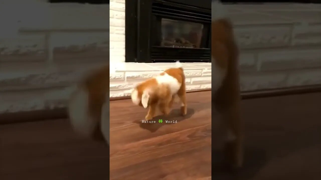 Are Kya Ho Gaya Iskoš¤£Funny Animalsš