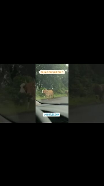 OLHA O BOI! QUE BOI?#shorts