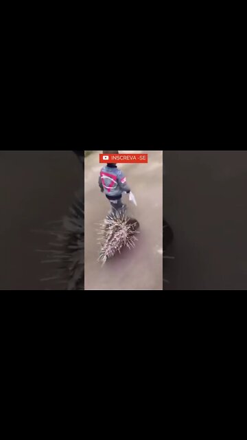 Alguns gosta de cachorrinhos outros gatinhos, mais este menino veja o que ele gosta! #shorts