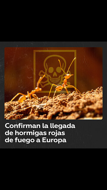 Peligrosa especie de hormigas invasoras llega a Europa