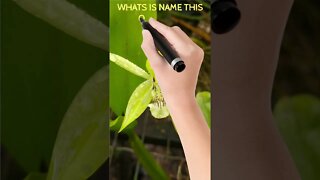 WHATS IS NAME THIS ORCHIDS??