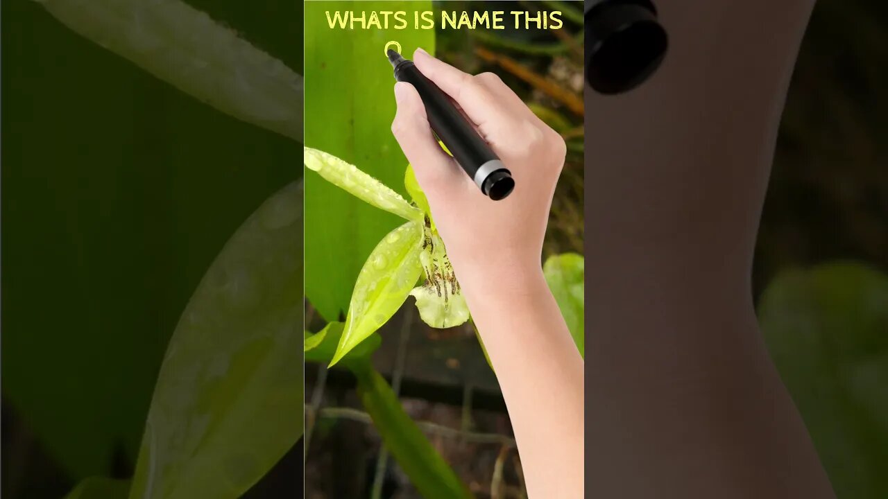 WHATS IS NAME THIS ORCHIDS??