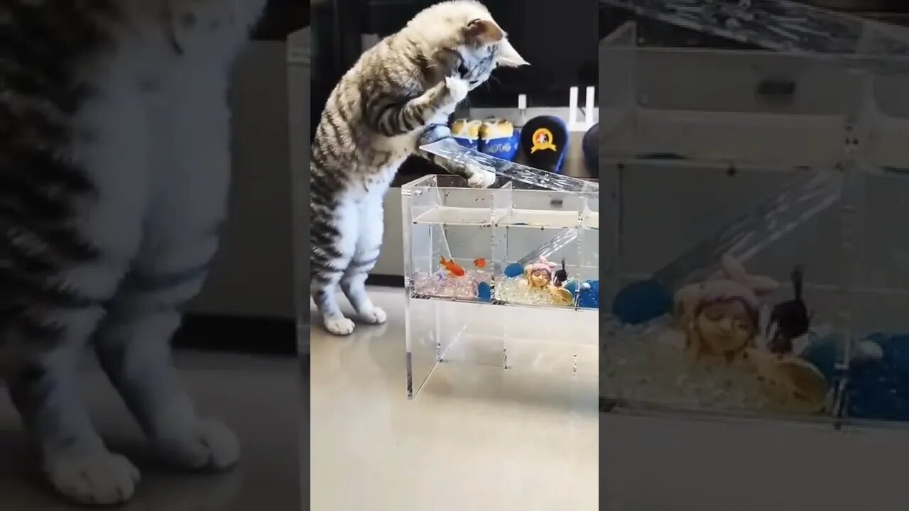 Cat Catching Fish #reels #shorts #cat