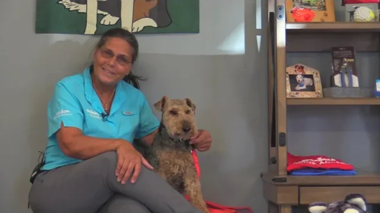 Canine Academy: What Dog is Right for Your Family