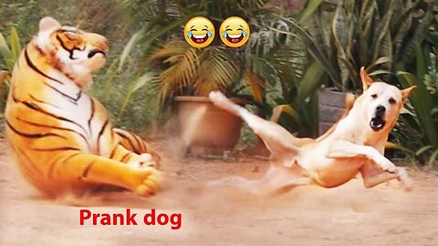Fake tiger prank dogs so funny 🤣🤣
