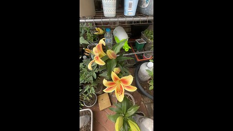 Orange yellow lilies