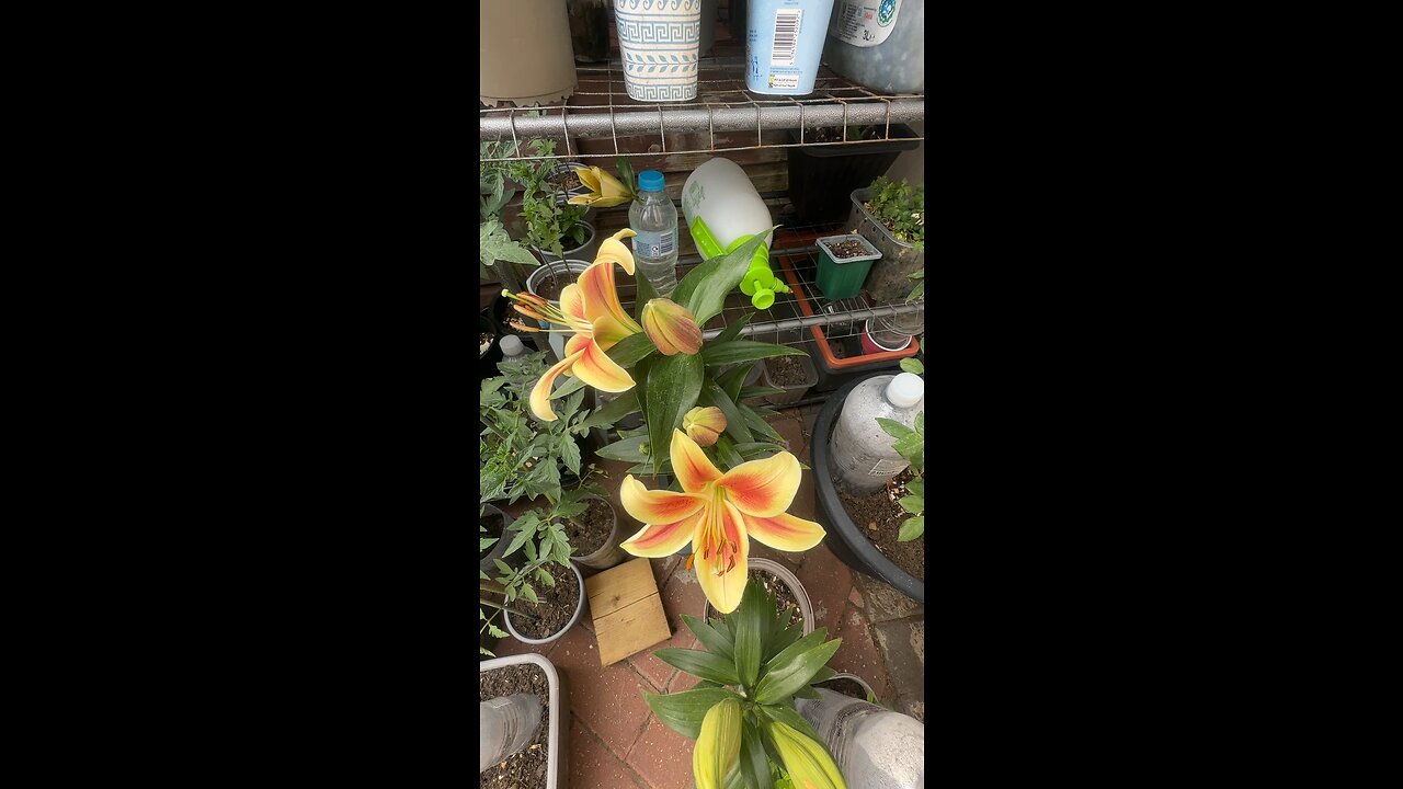 Orange yellow lilies