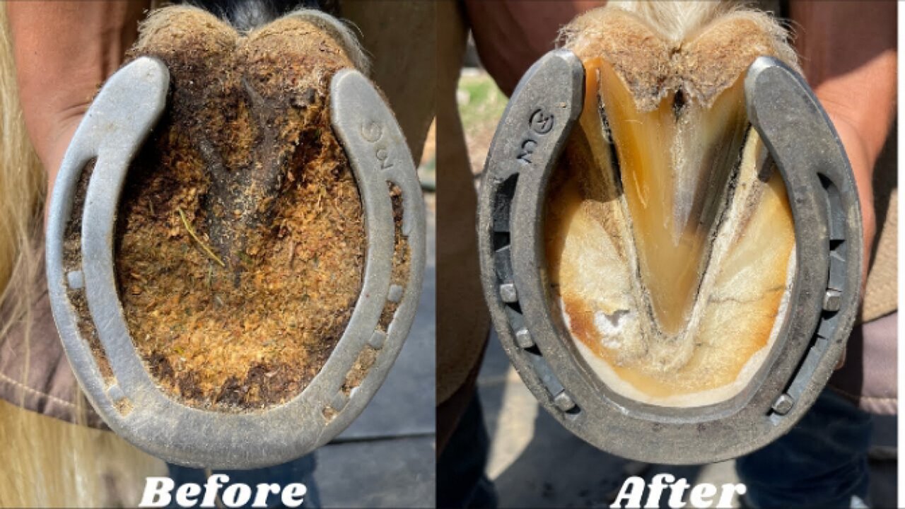 Farrier-Hoof Restoration-satisfying ASMR